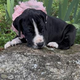 Prescious Velvet - Black and white female Great Dane puppy in Greenville, South Carolina from Allen’s Ridge Ranch
