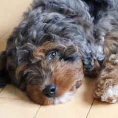 Aussiedoodles and Poodles from Simply Grace Farms