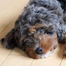 Aussiedoodles and Poodles from Simply Grace Farms