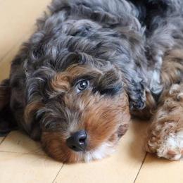 Aussiedoodles and Poodles from Simply Grace Farms