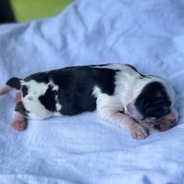 Miami - Blue roan and tan female Cocker Spaniel puppy in Floyds Knobs, Indiana from Sweet Tails