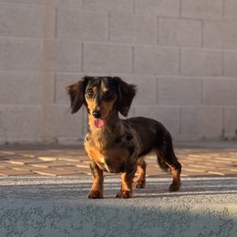 Peanut - Dachshund