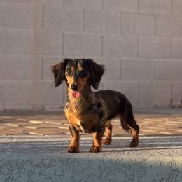 Peanut - Dachshund
