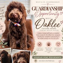 Oaklee - Chocolate female Goldendoodle puppy in Escalon, California from Miley&Co.