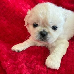 Robbie - White male Pekingese puppy in Mabank, Texas from Peke Lovers of Texas