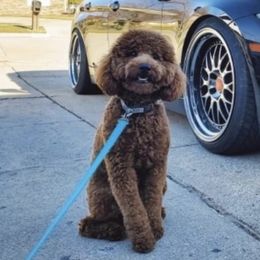 Kingston - Poodle