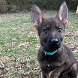 Mint - Sable German Shepherd puppy in Maryland from Soco.GSD's