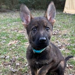 Mint - Sable German Shepherd puppy in Maryland from Soco.GSD's