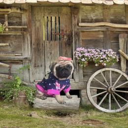 Bulldog and Pug Puppies from Love that bulldog lewter family