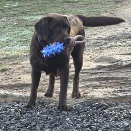 Willa - Labrador Retriever