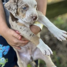 Boy 1 - Red merle male Catahoula Leopard Dog puppy in Palestine, Texas from Hidden Creek Catahoulas