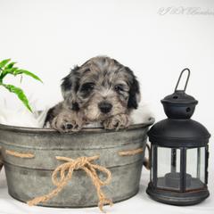 Bordoodle Puppies from 2J 2K Bordoodles