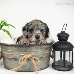 Bordoodle Puppies from 2J 2K Bordoodles