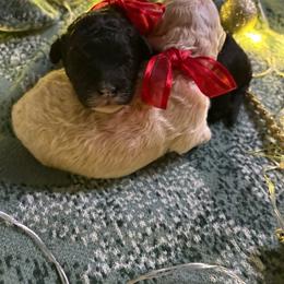 Oliver - Black and white male Cockapoo puppy in Anderson, South Carolina from Cackalacky Companions