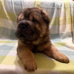 Guacamole - Black sable male Chinese Shar-Pei puppy in Lenoir, North Carolina from Peitato Chips