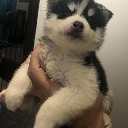 Siberian Husky Puppies from Lovi’s Fur Babies LLC