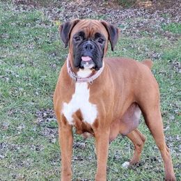Willow - Boxer