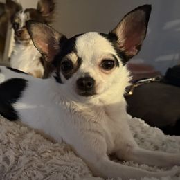 Dior - Chihuahua