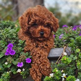 Cooper - Red  male Poodle puppy in Salem, Missouri from Meadowbrook Poodles