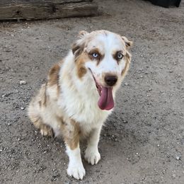 Peaches - Australian Shepherd