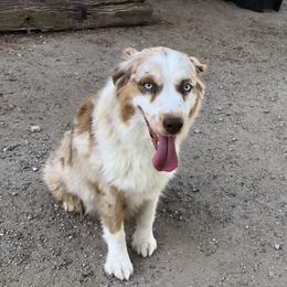 Peaches - Australian Shepherd