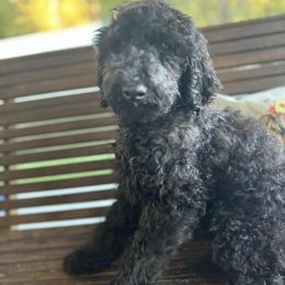 Lilo (Standard) - Black female Poodle puppy in West Point, Mississippi from Golden Paws