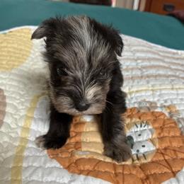 Grace - Black and silver female Miniature Schnauzer puppy in Huron, Tennessee from Wilma's Paw-Paw Patch