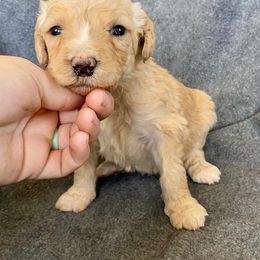 Bernedoodle Puppies from Crider’s Critters