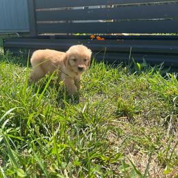 Reba - Golden female Golden Retriever puppy in Hendersonville, North Carolina from Apple Country Retrievers