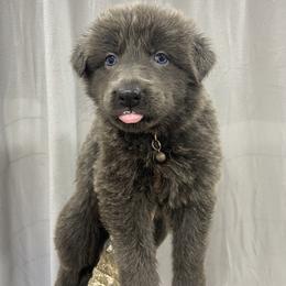 Girl 2 - Blue female German Shepherd puppy in Pelham, North Carolina from P & P Shepherds