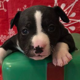 Zeus - Black and white male Rat Terrier puppy in Ukiah, California from Mysthaven Rat Terriers