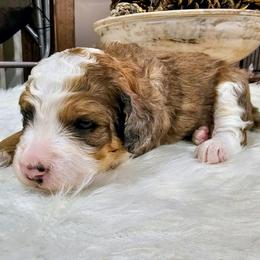 Avalanche - Chocolate merle male Bernedoodle puppy in Forest, Ohio from Mini Doodle Buddies