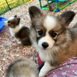 Blue collar boy - Red male Pembroke Welsh Corgi puppy in Flat Rock, Alabama from Fluffy Butt Acres