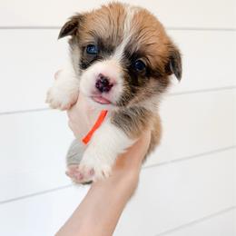 Orange - Sable male Pembroke Welsh Corgi puppy in Milan, Georgia from Williams’ Welsh Corgis LLC