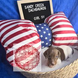 Cypress - Piebald female Dachshund puppy in Rosanky, Texas from Sandy Creek Miniature Dachshunds