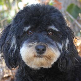 Fancy - Poodle