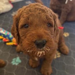 Holly - Red  female Goldendoodle puppy in Arcadia, California from Ginger Doodles