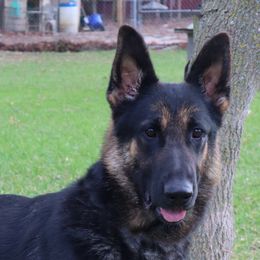 Hailey - German Shepherd