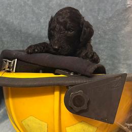 Ares - Black male Poodle puppy in Petal, Mississippi from Petal Poodles
