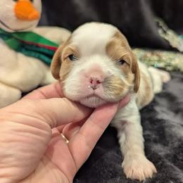 Mr Bingley - Blenheim male Cavalier King Charles Spaniel puppy in Placerville, California from Quartz Mountain Doodles