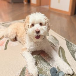 Australian Labradoodle All Grown Up from Bonzer Australian Labradoodles