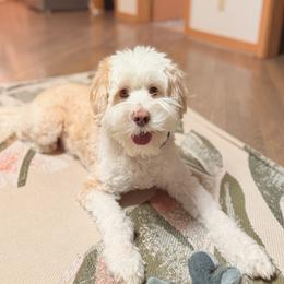 Australian Labradoodle All Grown Up from Bonzer Australian Labradoodles