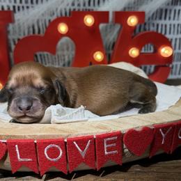 Boy 2. Shaded red - Red male Dachshund puppy in Bald Knob, Arkansas from Victoria’s Dachshunds