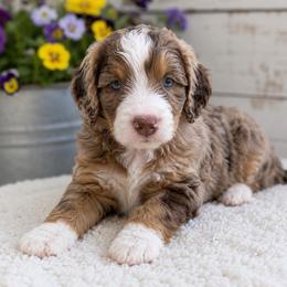 S'mores - Chocolate merle male Bernedoodle puppy in Surprise, Arizona from Gentle Paw Goldendoodles