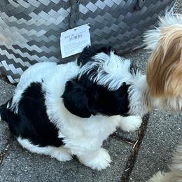 Pepper - Parti female Miniature Schnauzer puppy in Port Orchard, Washington from Silver Bells Miniature Schnauzers