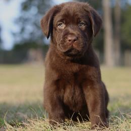 Gingerbread - Chocolate male Labrador Retriever puppy in Williston, Florida from Royal K Labradors