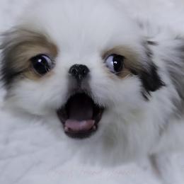 Ziti - Sable and white male Japanese Chin puppy in Johnson City, Tennessee from Erin & Friends Japanese Chin