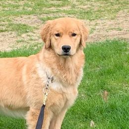 Golden Retriever All Grown Up from Barefoot Goldens