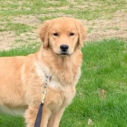 Golden Retriever All Grown Up from Barefoot Goldens