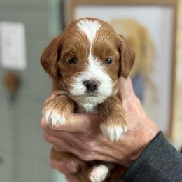 Joy - Red  female Goldendoodle puppy in Wharton, Texas from Little Fur Friends